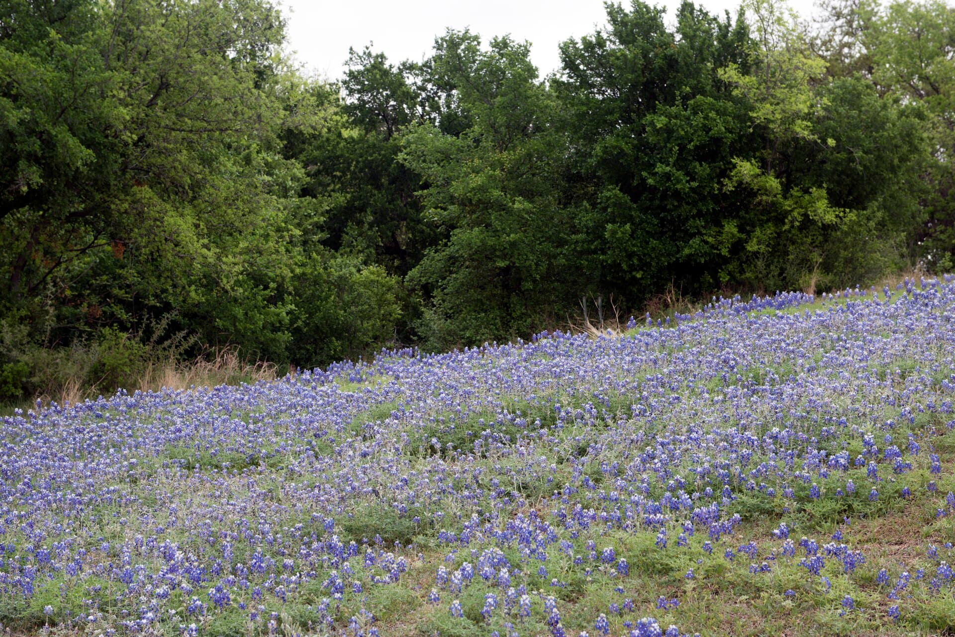Hill Country bluebonnets in bloom