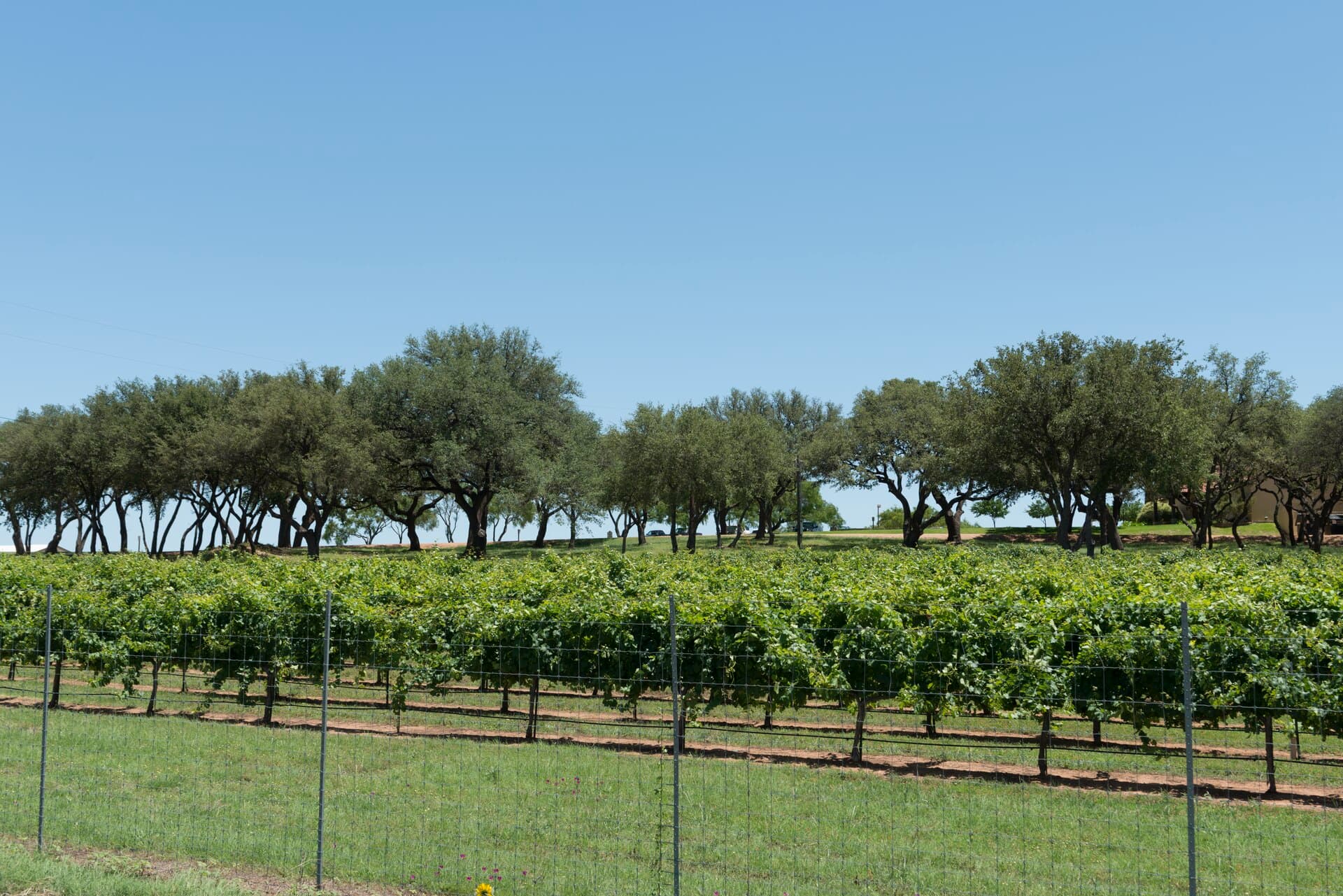 Vineyard rows in Gillespie County wine country near Fredericksburg